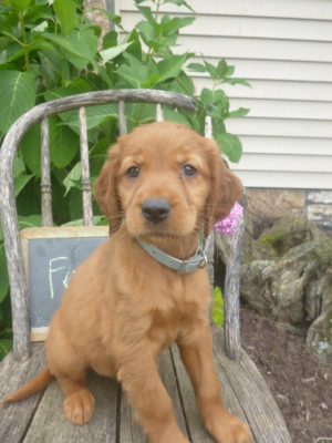 Franny Female Golden Irish