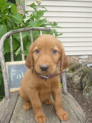 Faline Female Golden Irish