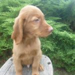 Finn Male Golden Irish
