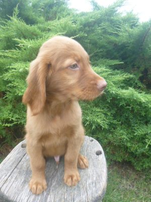 Finn Male Golden Irish