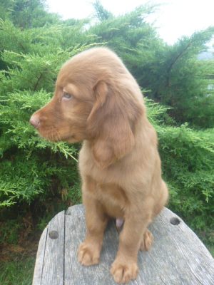 Finn Male Golden Irish - Image 3
