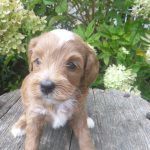 Isabella female cavapoo