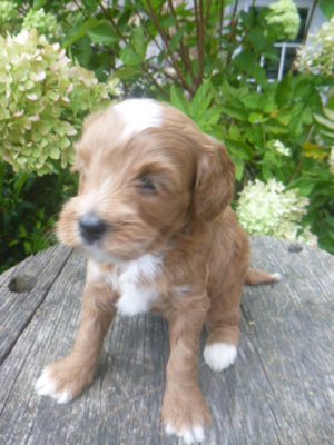 Isabella female cavapoo - Image 2