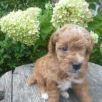 Ivana female cavapoo