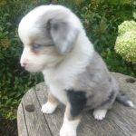 Jada Female Mini Aussie