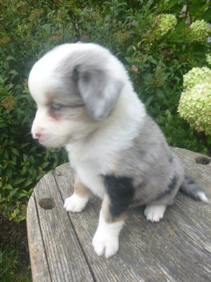 Jada Female Mini Aussie