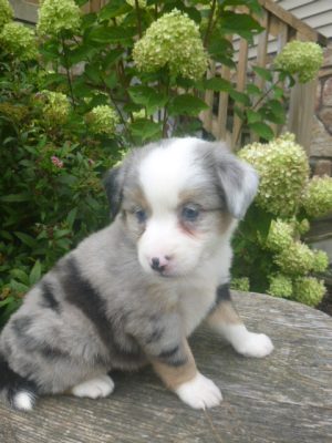 Jada Female Mini Aussie - Image 3