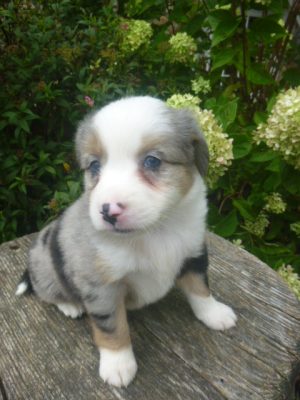 Janessa Female Mini Aussie - Image 2