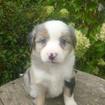 Janessa Female Mini Aussie