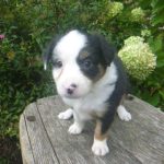 Janet Female Mini Aussie