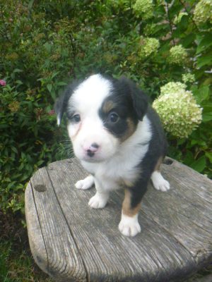 Janet Female Mini Aussie