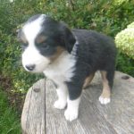 Jamima Female Mini Aussie