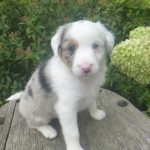Jordon male Mini Aussie