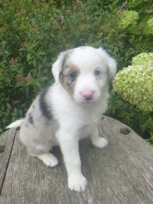 Jordon male Mini Aussie