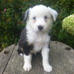 Joey male Mini Aussie