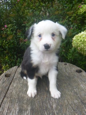 Joey male Mini Aussie