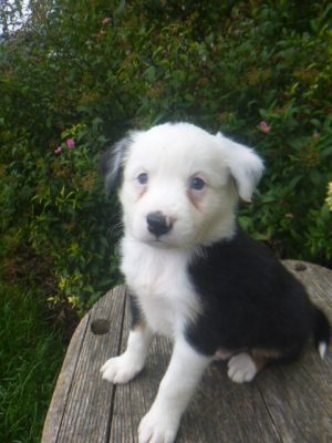 Joey male Mini Aussie - Image 2