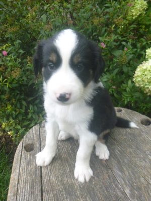 Jed male Mini Aussie - Image 2