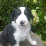 Jed male Mini Aussie