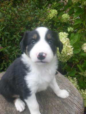 Jed male Mini Aussie