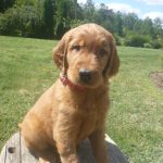 Kory male Golden Irish