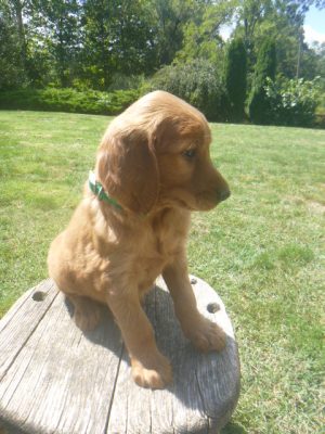 Kayden male Golden Irish - Image 2