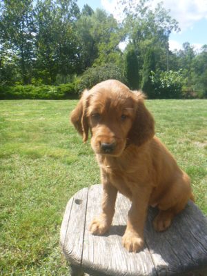 Krystal female Golden Irish - Image 2