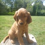 Krystal female Golden Irish