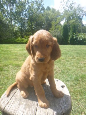 Krystal female Golden Irish