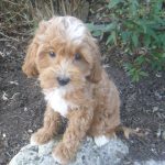 Isabella female cavapoo
