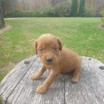 Love female Golden Irish