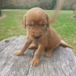 Lucia female Golden Irish