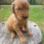 Lolly female Golden Irish