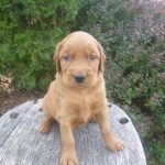 Lanny male Golden Irish