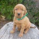Lenard male Golden Irish
