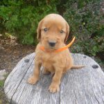 Lincoln male Golden Irish