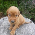 Logan male Golden Irish