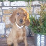 Logan male Golden Irish