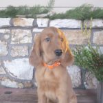 Lincoln male Golden Irish