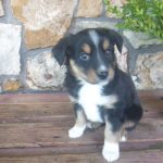 Mallory female Miniature Australian Shepherd