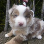 Navada Male Mini Australian Shepherd