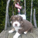 Naomie female Mini Australian Shepherd