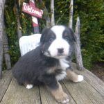 Neva female Mini Australian Shepherd