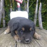 Nessa female Mini Australian Shepherd