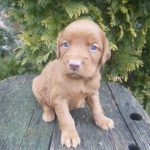 Peach female Golden Irish