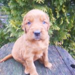 Patsy female Golden Irish