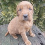 Passion female Golden Irish