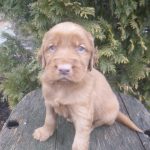 Pony male Golden Irish