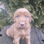 Phineas male Golden Irish