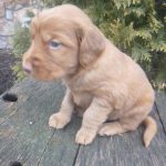 Peter male Golden Irish